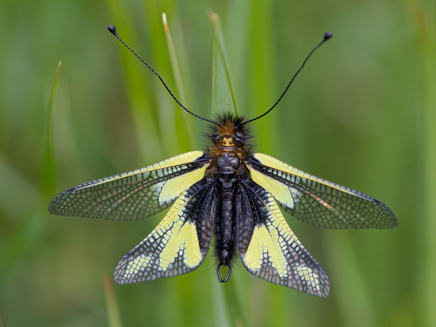 Ascalaphidae - Libelloides coccajus